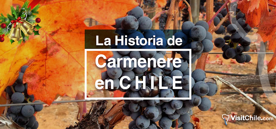 LA HISTORIA DEL CARMÉNÈRE EN CHILE