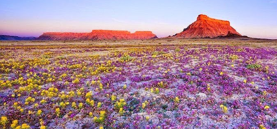 La maravilla del Desierto Florido