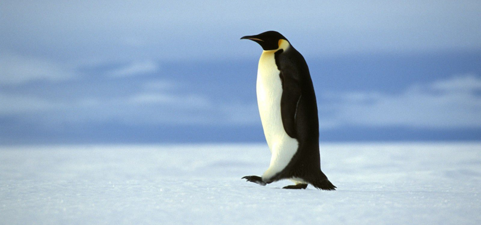Conociendo al pinguino emperador, otra aventura en la Antártica
