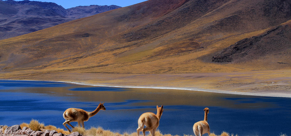 10 tips para conocer el Desierto de Atacama