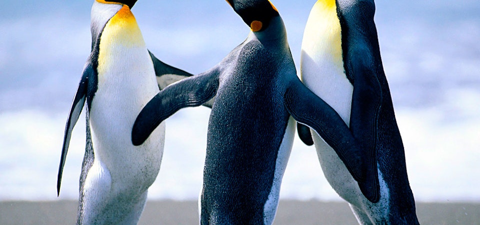 WHAT TYPES OF PENGUINS ARE THERE IN CHILE?