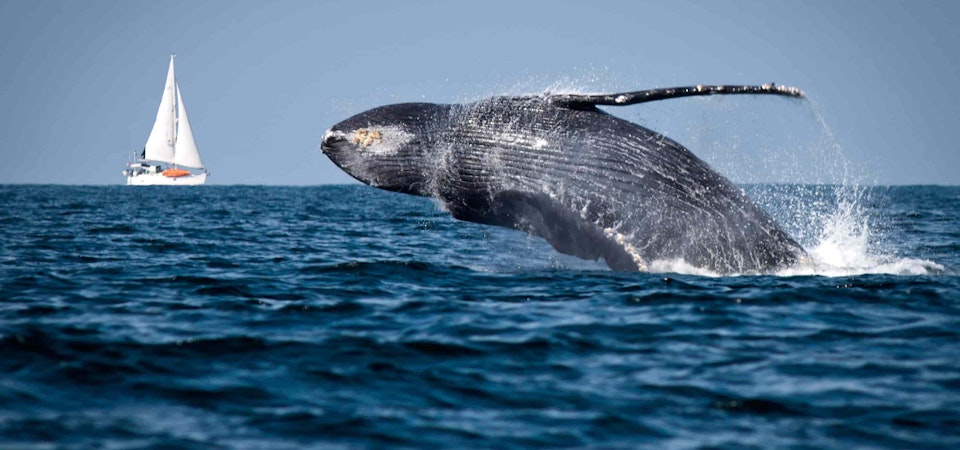 DISCOVER THE WHALES IN CHILE: HOW AND WHEN TO SEE THEM